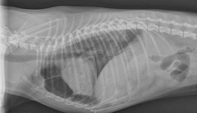 Pneumomediastinum Dog - takvim kalender HD