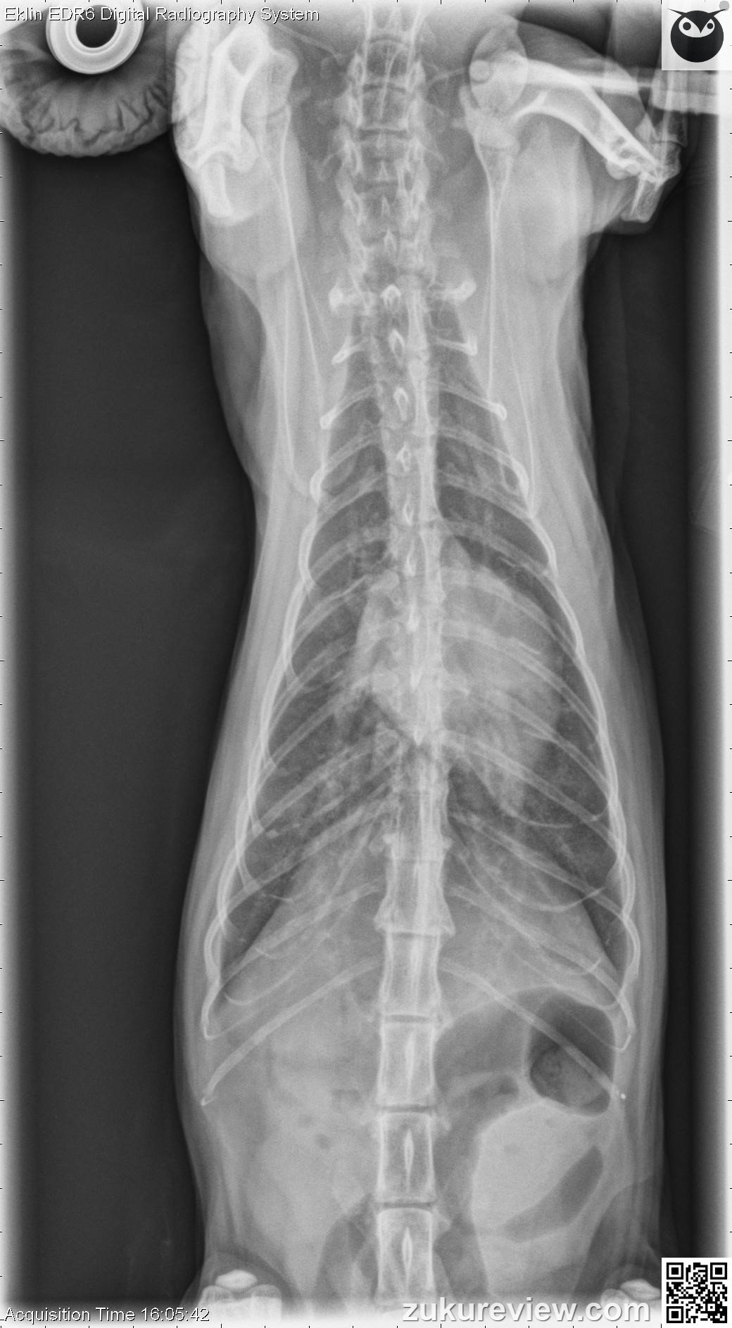 Aspiration Pneumonia In Cats - toxoplasmosis