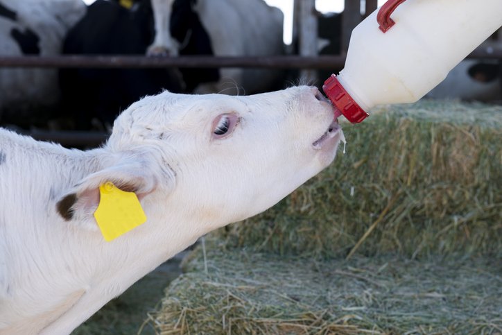 baby cow eating supplemental milk