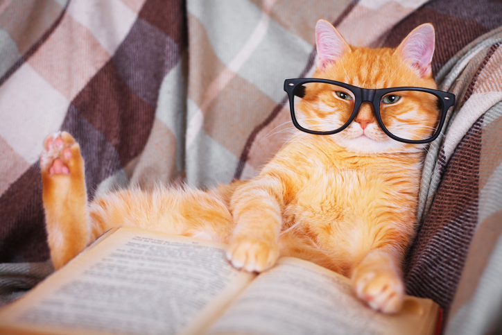 cat reading a book