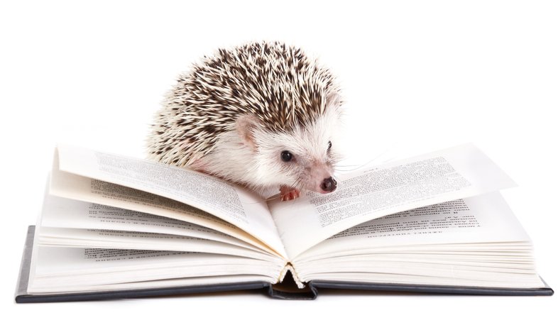 hedgehog reading a book