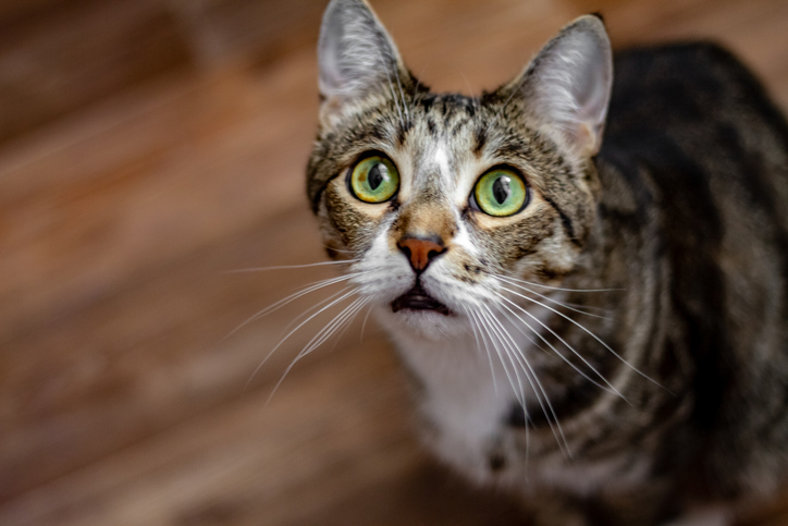 gato sorprendido