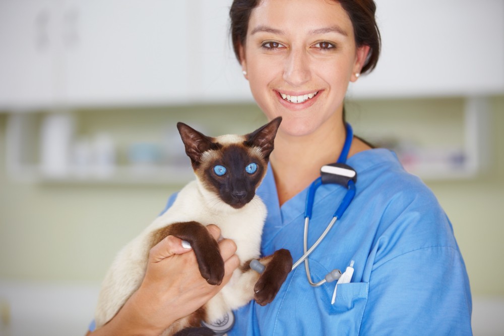 veterinarian with cat