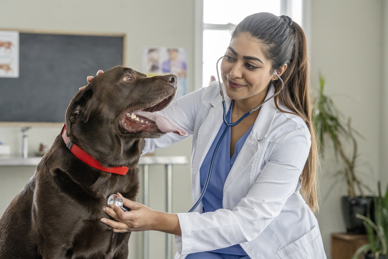 female vet with dog