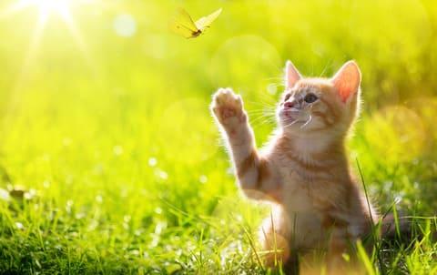 cat and butterfly