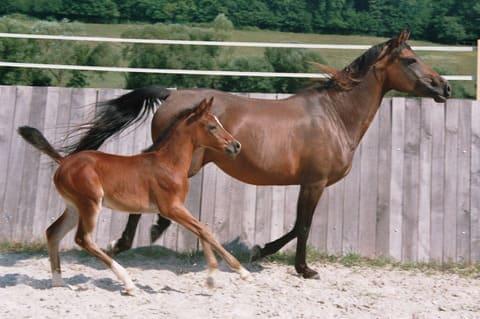 foal and mare 