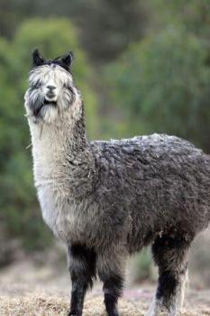 alpaca