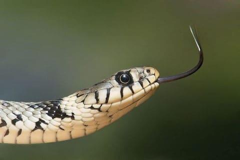 grass snake