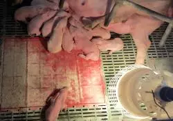 semer avec des porcelets