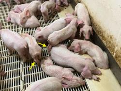 nursery pigs swollen joints