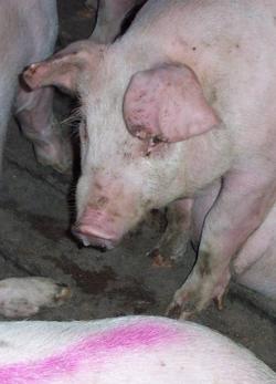 cochon avec écoulement nasal