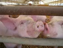 Cochon contact nez à nez