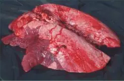 Consolidation cranioventrale