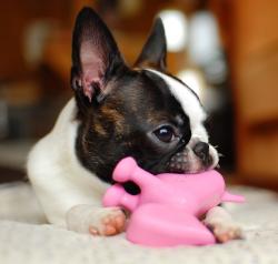 Boston Terrier