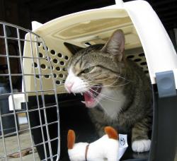 chat en cage