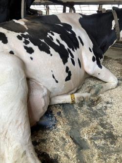 cow resting