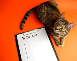 cat with task list 