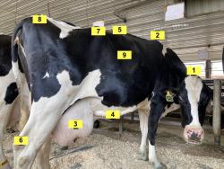 labeled cow