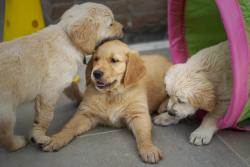 jugando cachorros