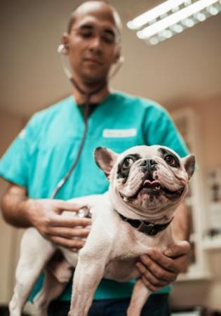 Dr. R vet listening to dog's heart