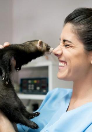 vet tech with ferret