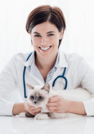 veterinarian with kitten