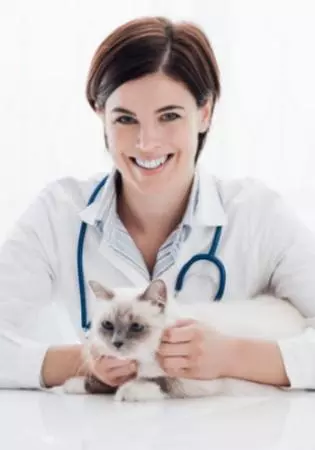 veterinarian with kitten