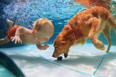 baby dives with dog