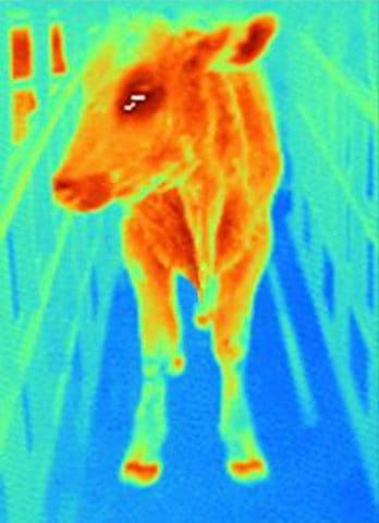 infrared cow