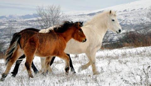 wild horses