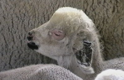 photosensitized lamb