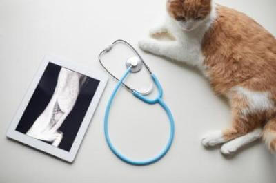 radiografía de gato