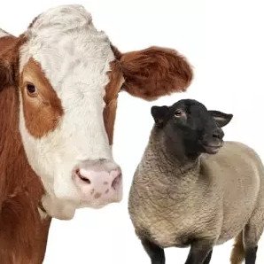 vacas y ovejas