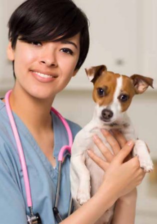 vet with puppy 
